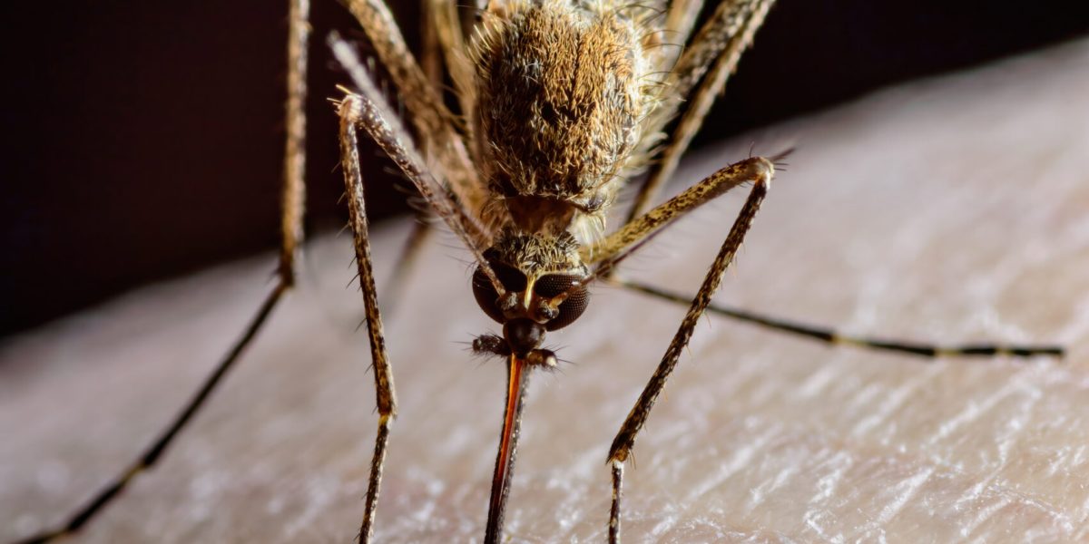 Dangerous Zika Infected Mosquito Skin Bite. Leishmaniasis, Encephalitis, Yellow Fever, Dengue, Malaria Disease, Mayaro or Zika Virus Infectious Culex Mosquito Parasite Insect Macro.